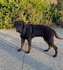 Donne labrador chocolat mâle chiot 7 mois - Finistère - Photo 4