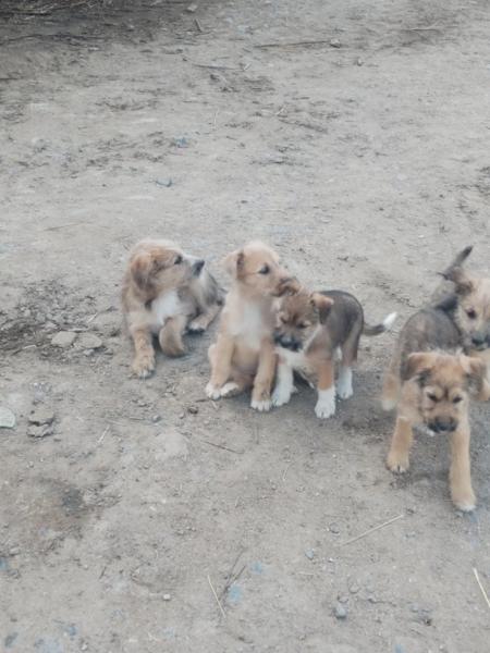 Donne berger des Pyrénées chiot croisé 3 mois mâle - Nièvre