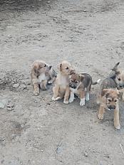 Donne berger des Pyrénées chiot croisé 3 mois mâle - Nièvre