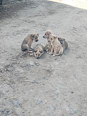 Donne berger des Pyrénées chiot croisé 3 mois mâle - Nièvre - Photo 2