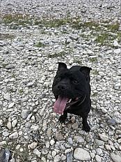 Vegas staffy de 2 ans et demis a donner - Photo 2