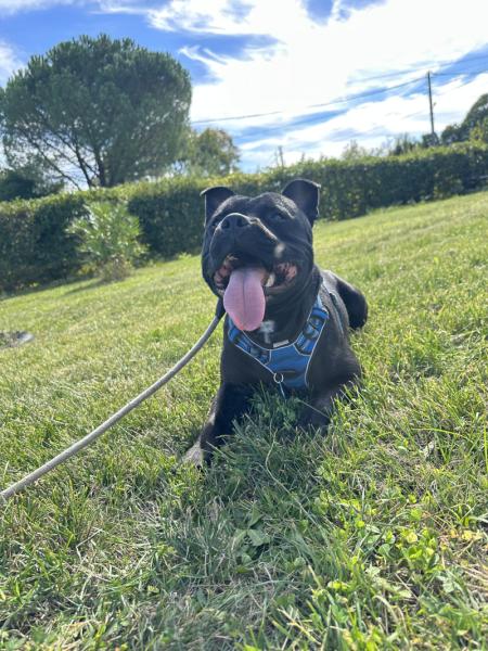 Vegas staffy de 2 ans et demis a donner