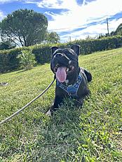 Vegas staffy de 2 ans et demis a donner