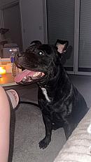 Vegas staffy de 2 ans et demis a donner - Photo 3