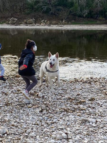 Donne beau Berger blanc Suisse mâle 7 ans - Vaucluse