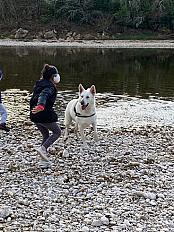 Donne beau Berger blanc Suisse mâle 7 ans - Vaucluse