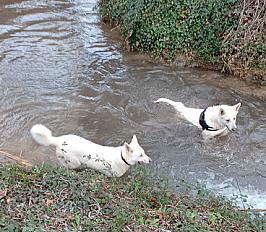 Donne beau Berger blanc Suisse mâle 7 ans - Vaucluse - Photo 3