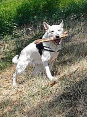 Donne beau Berger blanc Suisse mâle 7 ans - Vaucluse - Photo 5