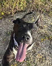 Donne Bouba berger hollandais X staffie mâle 9 ans - Loir et Cher