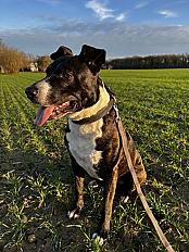 Donne Bouba berger hollandais X staffie mâle 9 ans - Loir et Cher - Photo 2