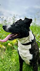 Donne Bouba berger hollandais X staffie mâle 9 ans - Loir et Cher - Photo 3