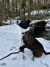 Donne Bouba berger hollandais X staffie mâle 9 ans - Loir et Cher - Photo 4