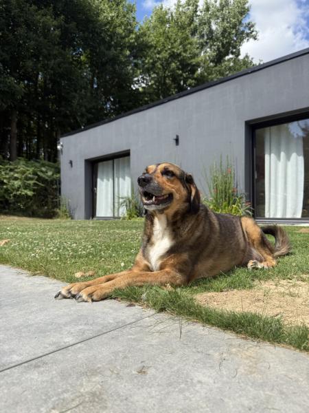 Donne Alba beauceron croisé femelle 8ans - Ille et Vilaine