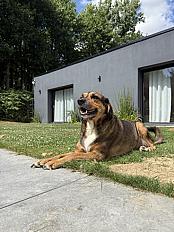 Donne Alba beauceron croisé femelle 8ans - Ille et Vilaine