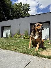 Donne Alba beauceron croisé femelle 8ans - Ille et Vilaine - Photo 2