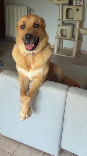 Donne Malinois X montagne des Pyrénées mâle 2 ans - Virton Belgique