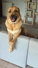 Donne Malinois X montagne des Pyrénées mâle 2 ans - Virton Belgique