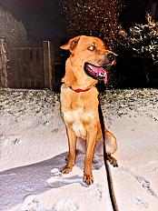 Donne Malinois X montagne des Pyrénées mâle 2 ans - Virton Belgique - Photo 2