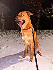 Donne Malinois X montagne des Pyrénées mâle 2 ans - Virton Belgique - Photo 3