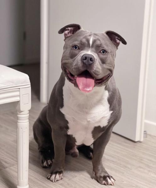 Donne Miel American Bully mâle 6 ans - Essonne