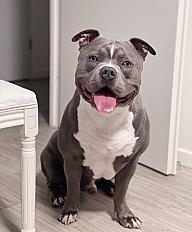 Donne Miel American Bully mâle 6 ans - Essonne