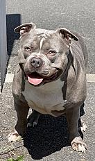 Donne Miel American Bully mâle 6 ans - Essonne - Photo 2