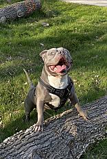 Donne Miel American Bully mâle 6 ans - Essonne - Photo 3
