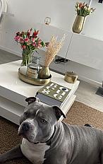 Donne Miel American Bully mâle 6 ans - Essonne - Photo 5