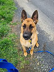 Donne Malinois mâle 3 ans - Loire