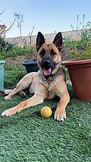 Donne Malinois mâle 3 ans - Loire - Photo 2