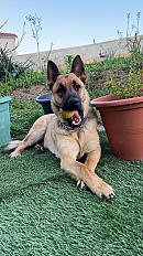 Donne Malinois mâle 3 ans - Loire - Photo 3