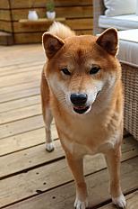 Donne Tao Shiba inu mâle 4 ans - Nord - Photo 2