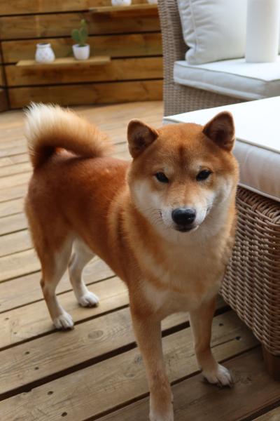 Donne Tao Shiba inu mâle 4 ans - Nord