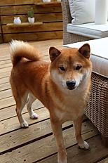 Donne Tao Shiba inu mâle 4 ans - Nord