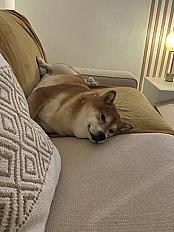 Donne Tao Shiba inu mâle 4 ans - Nord - Photo 3