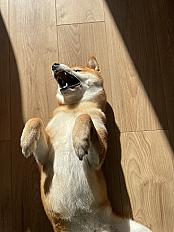Donne Tao Shiba inu mâle 4 ans - Nord - Photo 4