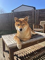 Donne Tao Shiba inu mâle 4 ans - Nord - Photo 5