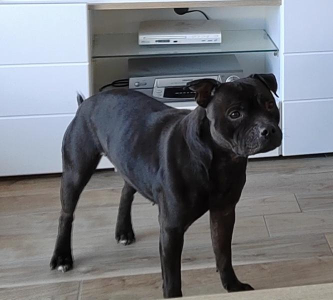 Donne Noah staffie femelle 9 ans - Dordogne