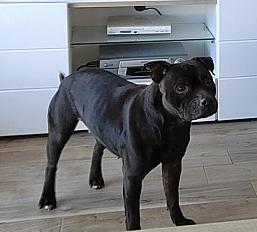 Donne Noah staffie femelle 9 ans - Dordogne