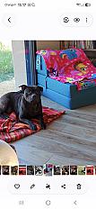 Donne Noah staffie femelle 9 ans - Dordogne - Photo 2