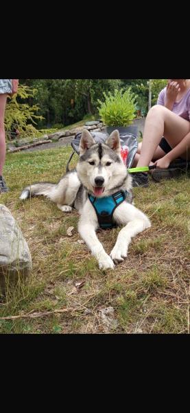 Donne chiot husky sibérien femelle 8 mois - Nord