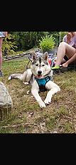 Donne chiot husky sibérien femelle 8 mois - Nord