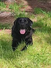 Donne labrador mâle 4 ans - Loire Atlantique - Photo 2