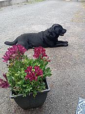 Donne labrador mâle 4 ans - Loire Atlantique