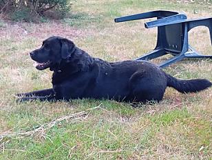 Donne labrador mâle 4 ans - Loire Atlantique - Photo 3