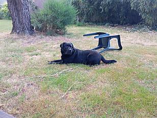Donne labrador mâle 4 ans - Loire Atlantique - Photo 4