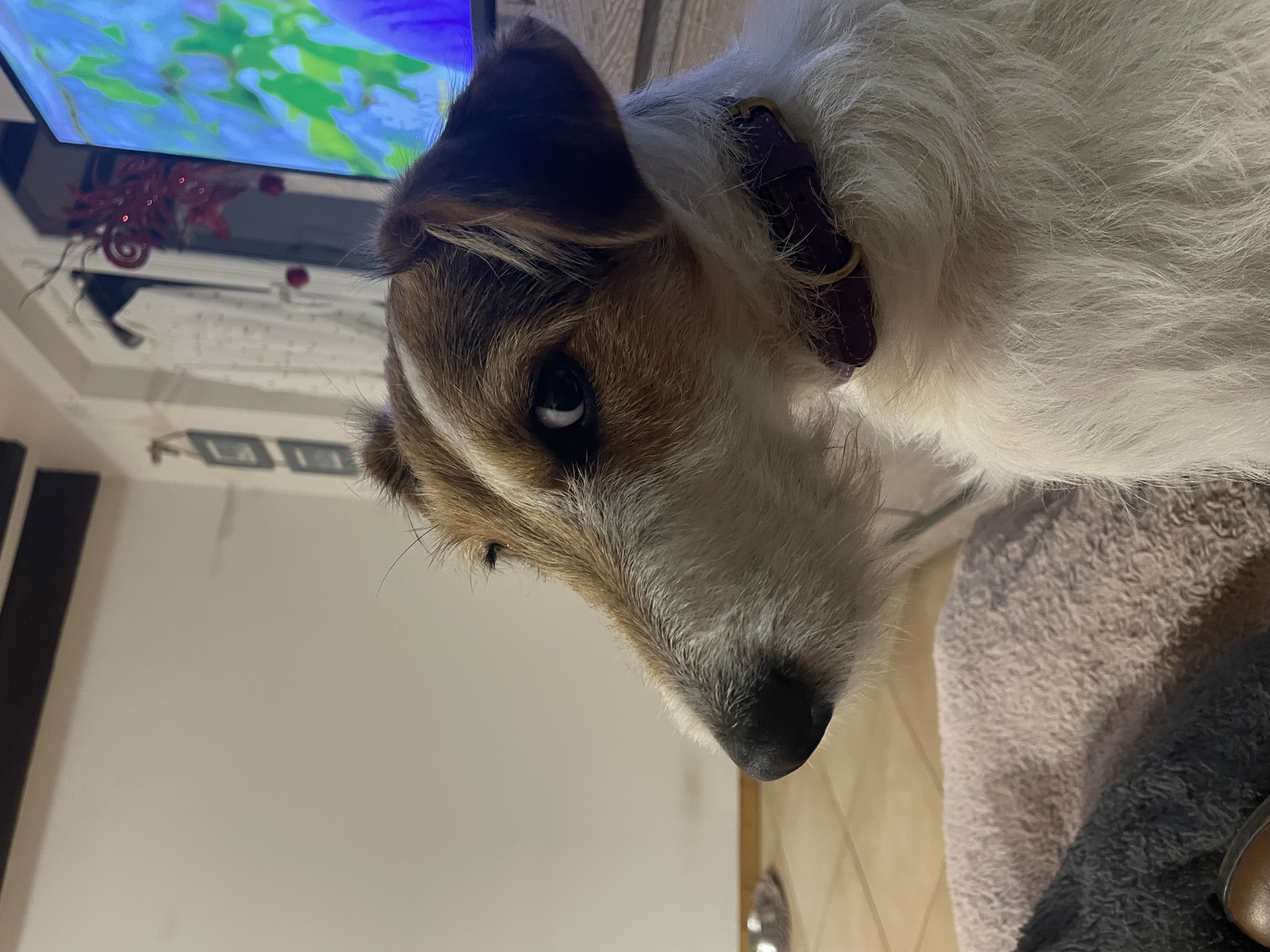 Donne Aria jack russell terrier femelle 1 an - Ain
