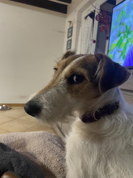 Donne Aria jack russell terrier femelle 1 an - Ain