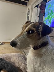 Donne Aria jack russell terrier femelle 1 an - Ain