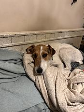 Donne Aria jack russell terrier femelle 1 an - Ain - Photo 3